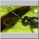 Priocnemis melanosoma - Wegwespe w03b 7mm OS-Hasbergen-Lehmhuegel-det.jpg